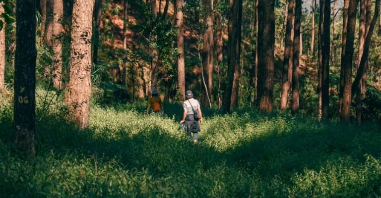 Lush forest path for nature walk